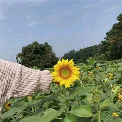麻将胡了pg网站
